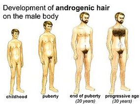 Stages of Male Development