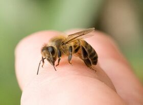 Bee sting for penis enlargement
