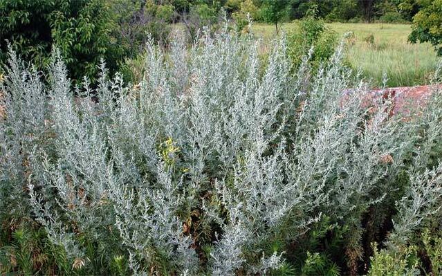 A decoction of wormwood helps to enlarge the penis
