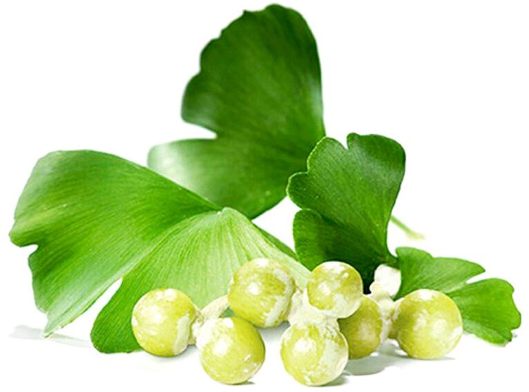Ginkgo biloba leaves improve blood flow to penile tissues
