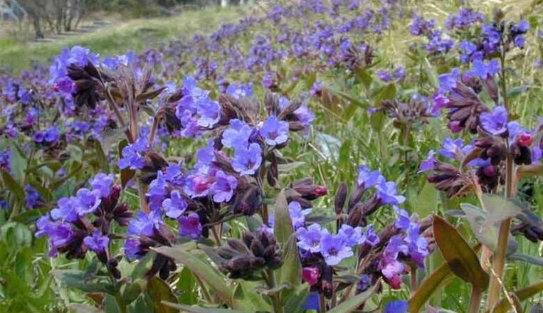 Lungwort to prepare an infusion that promotes penis enlargement